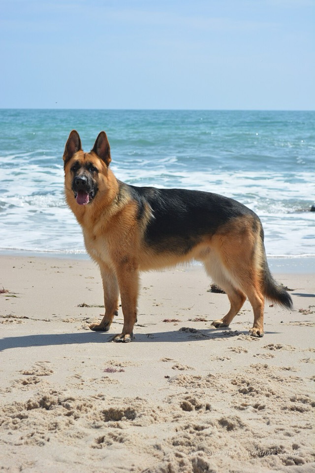 German Shepherd dog breed portrait