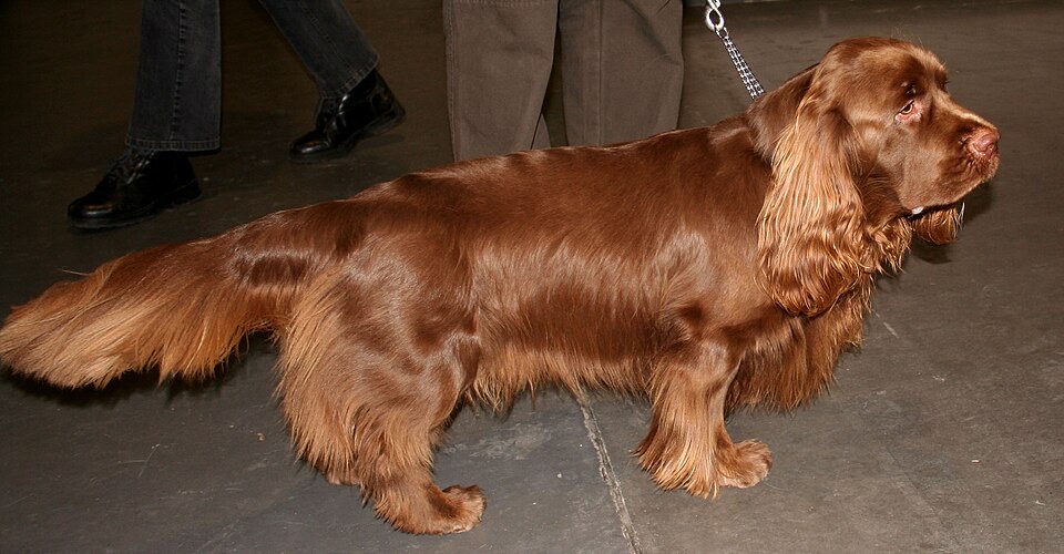Sussex Spaniel dog breed portrait