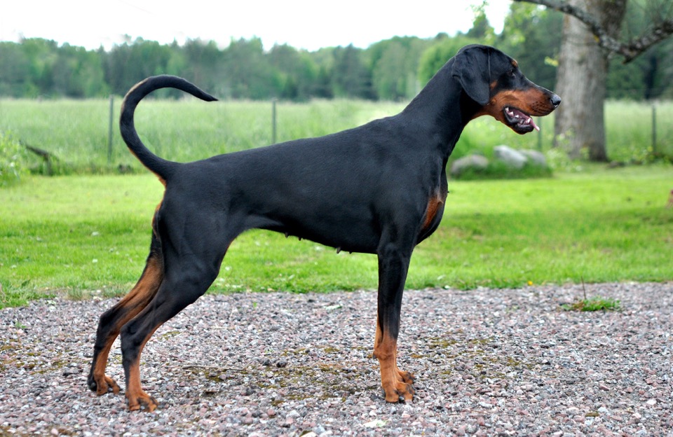 Doberman Pinscher dog breed portrait