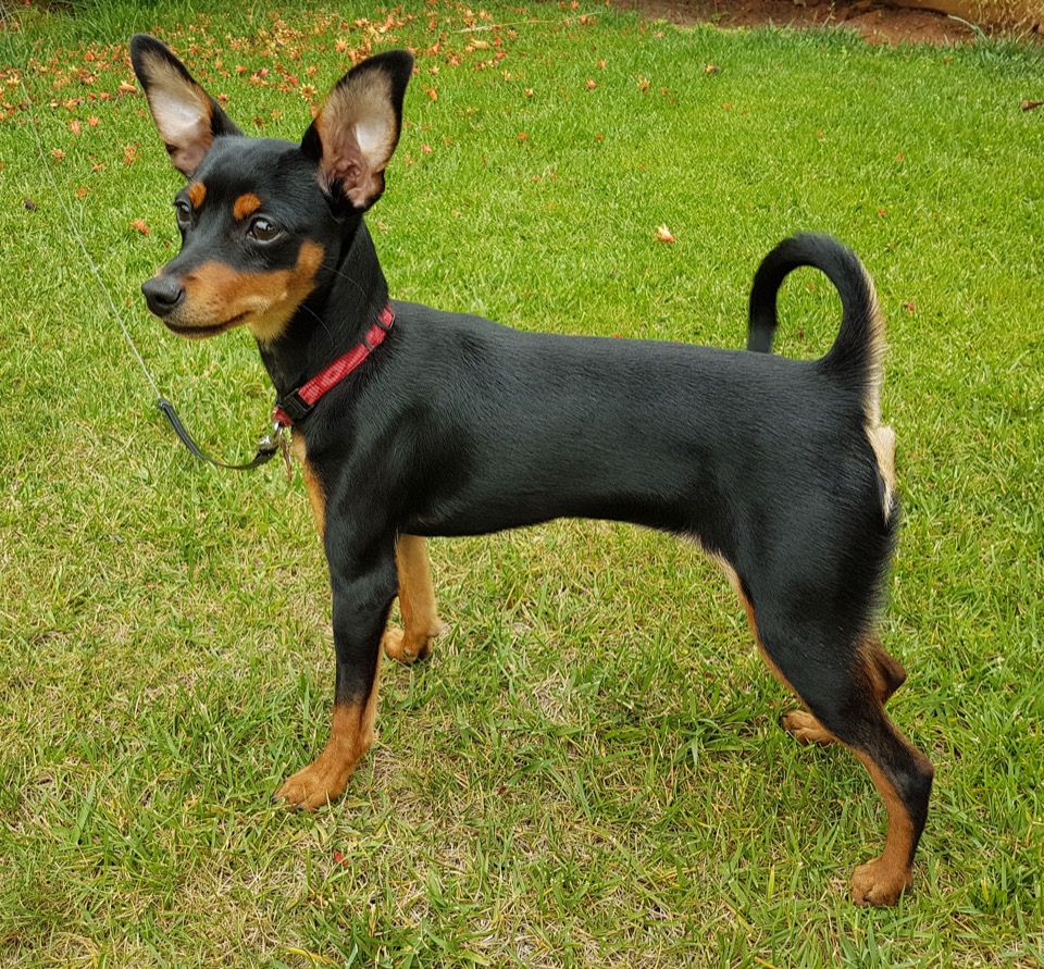 Prague Ratter dog breed portrait