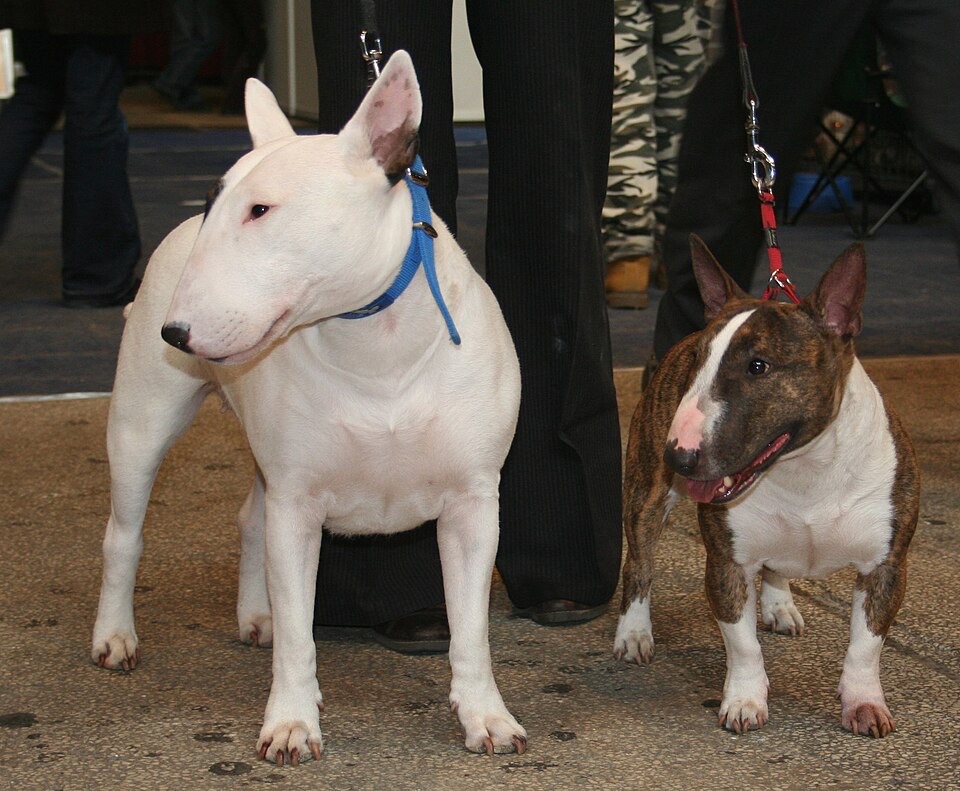 Miniature Bull Terrier dog breed portrait