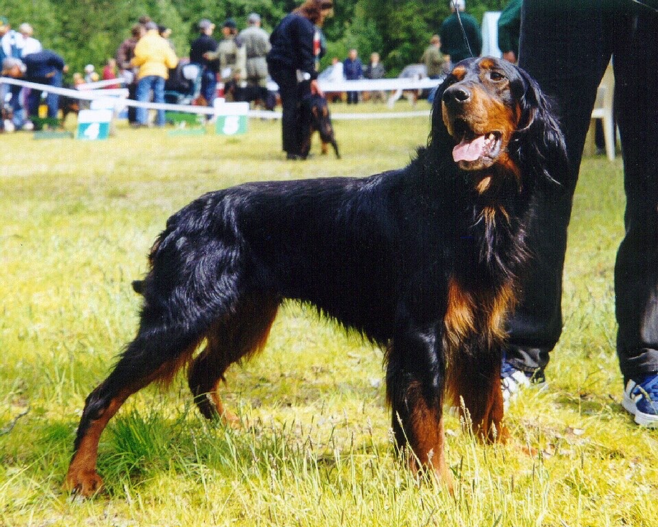 Gordon Setter dog breed portrait