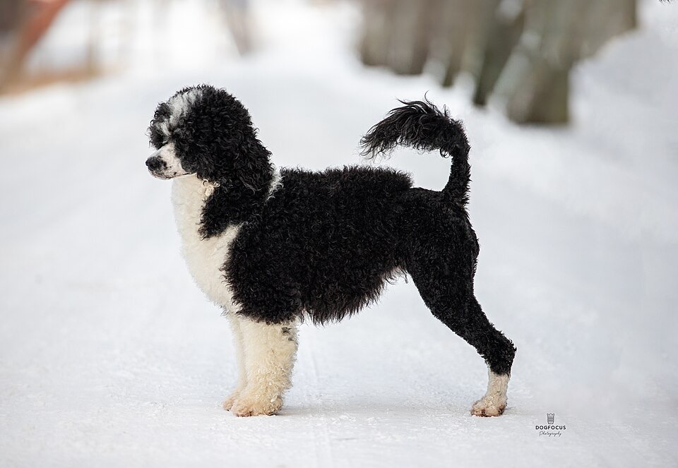 Portuguese Water Dog dog breed portrait