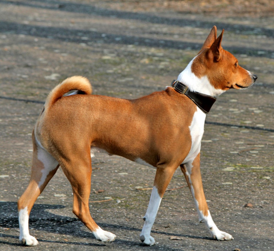 Basenji dog breed portrait
