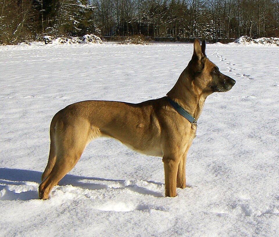 Belgian Shepherd Dog dog breed portrait