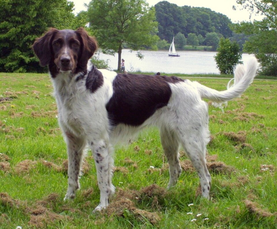 Small Münsterländer dog breed portrait