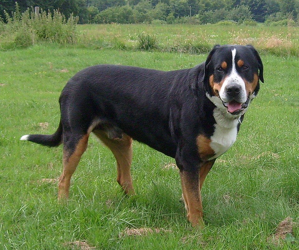 Greater Swiss Mountain Dog dog breed portrait