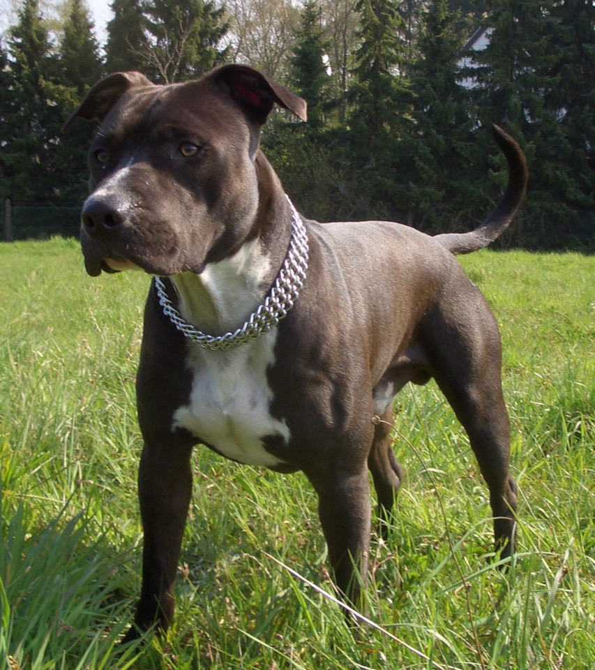 American Staffordshire Terrier dog breed portrait