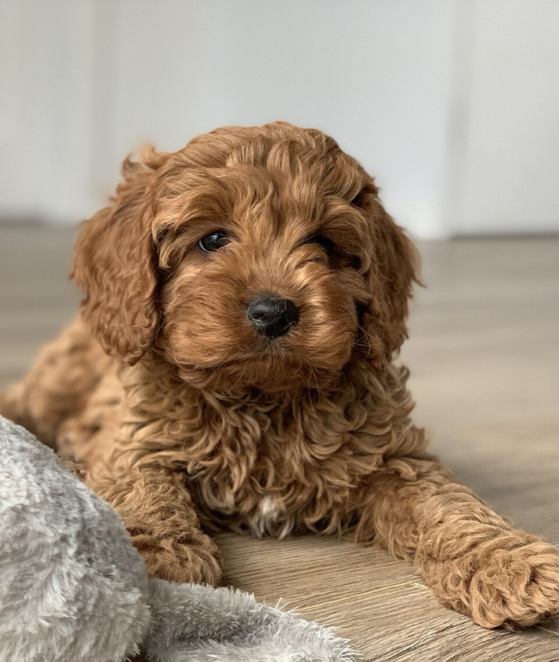Cavapoo dog breed portrait