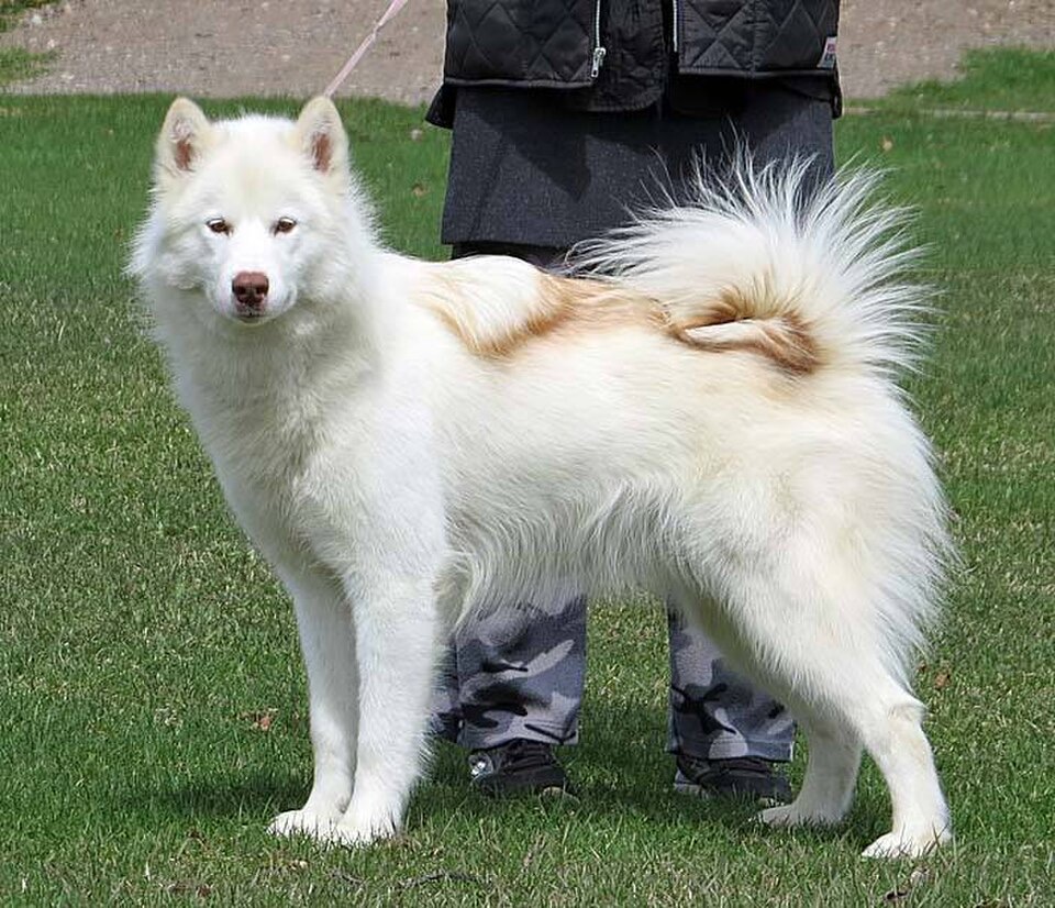 Canadian Eskimo Dog dog breed portrait