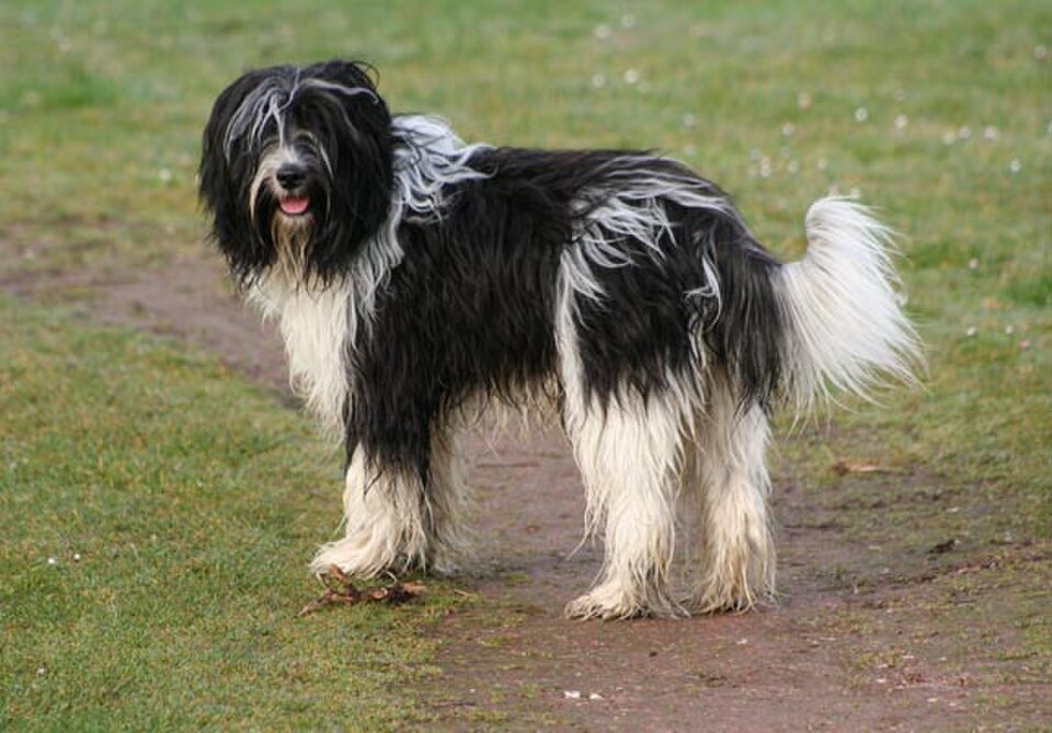 Dutch Sheepdog (Schapendoes) dog breed portrait