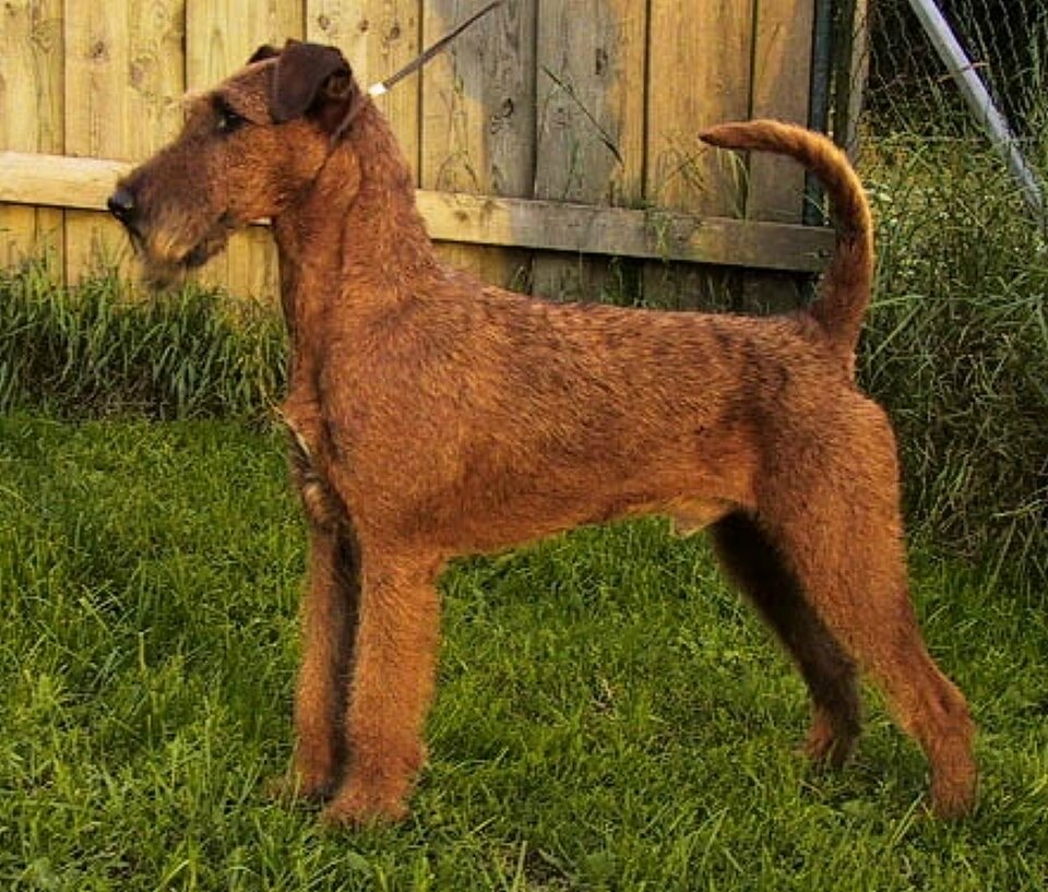 Irish Terrier dog breed portrait