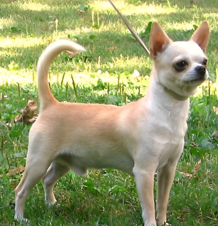 Chihuahua dog breed portrait