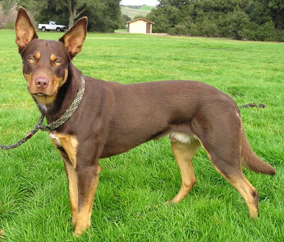 Australian Kelpie dog breed portrait