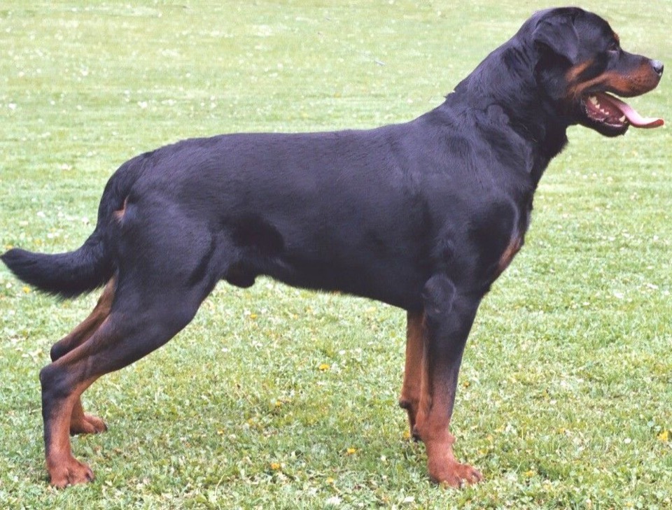 Rottweiler dog breed portrait