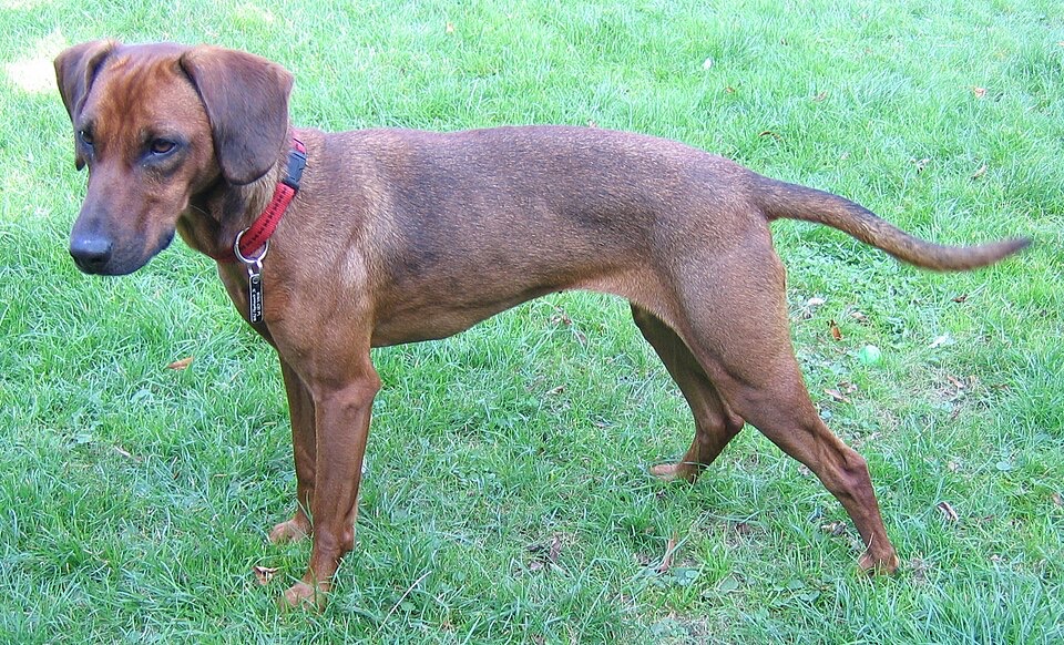 Tyrolean Hound dog breed portrait