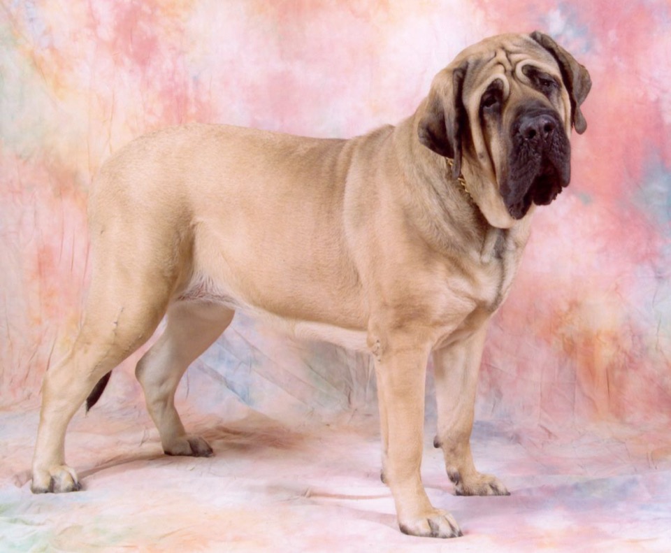 Mastiff dog breed portrait