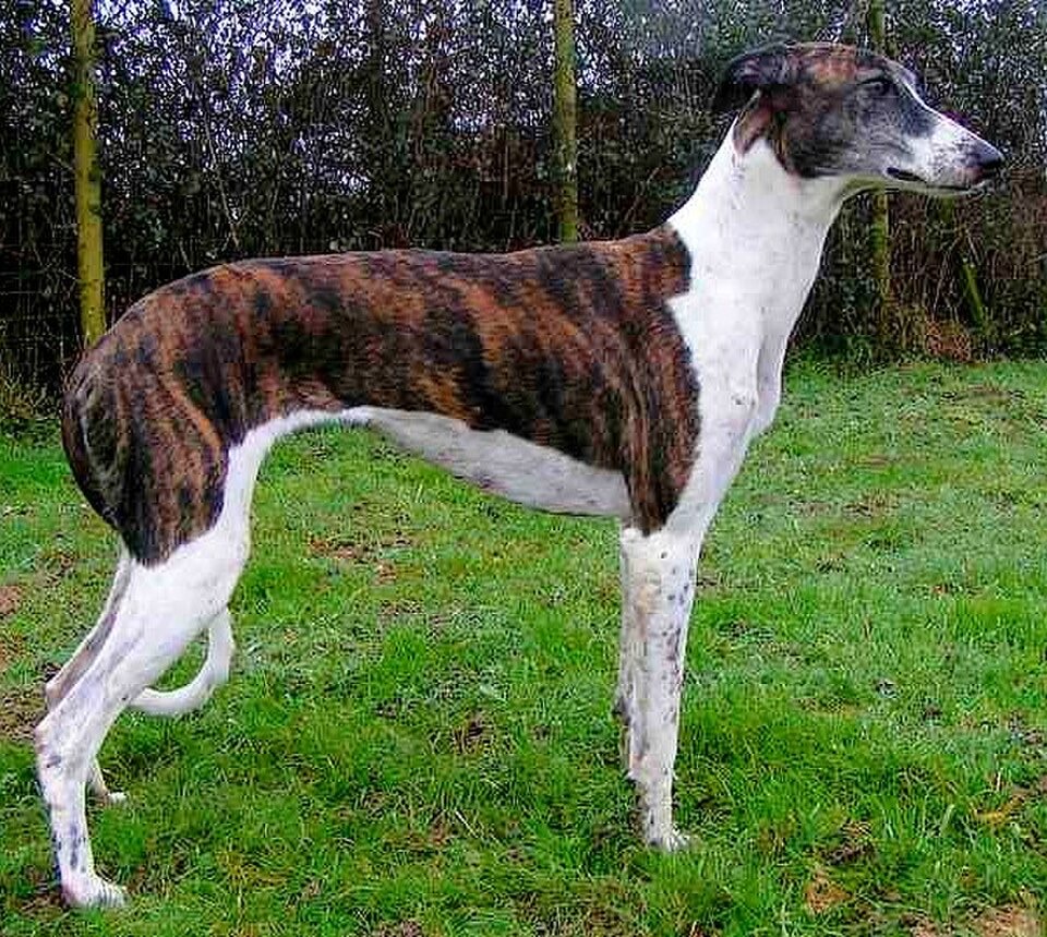 Hungarian Greyhound (Magyar Agár) dog breed portrait