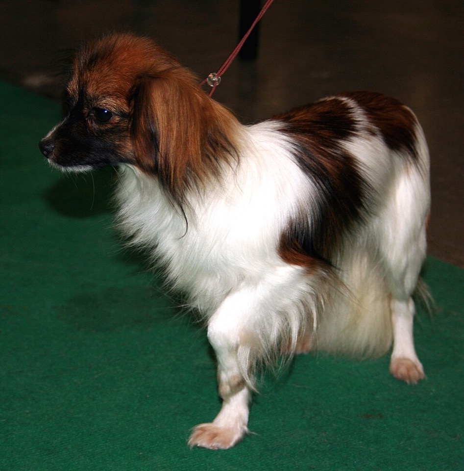 Phalène dog breed portrait
