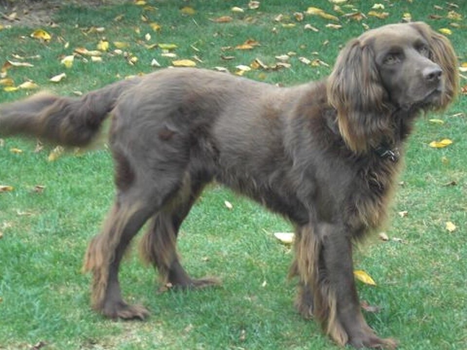 German Longhaired Pointer dog breed portrait