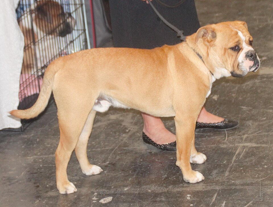 Continental Bulldog dog breed portrait