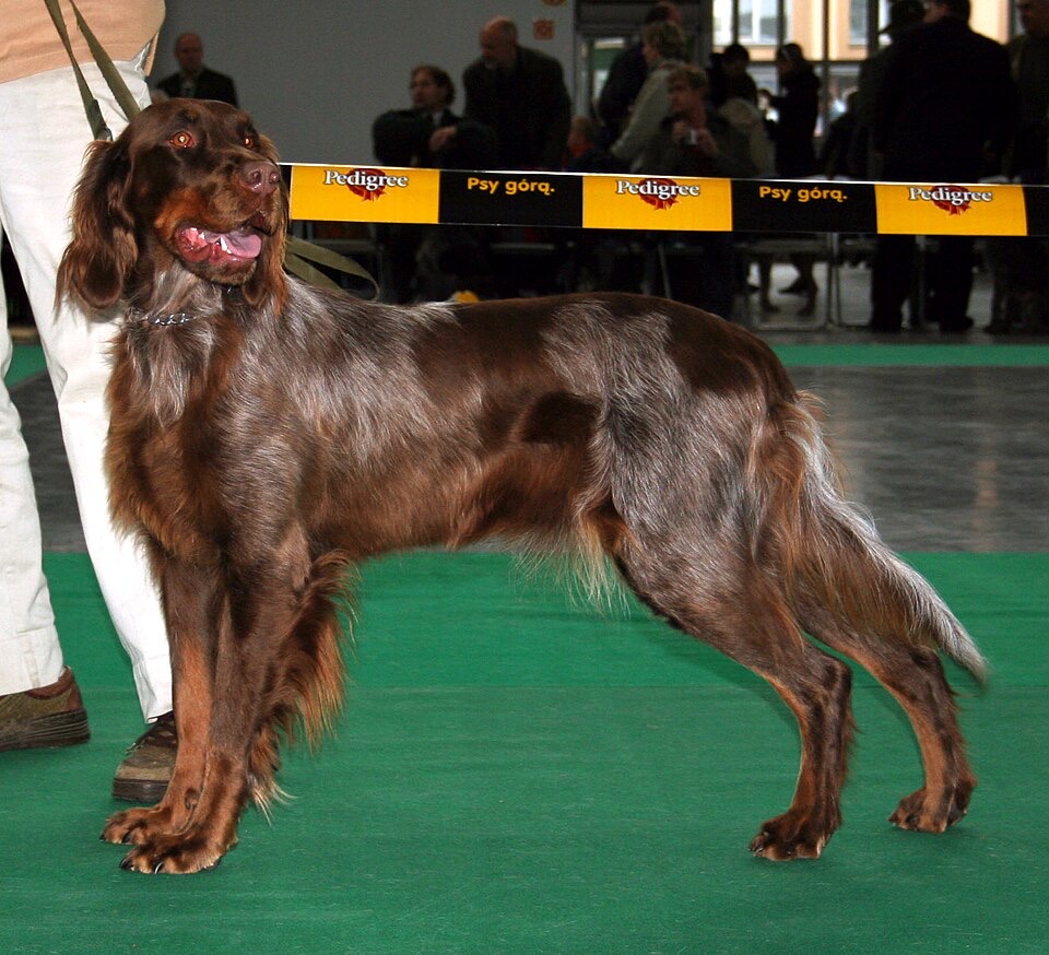 Picardy Spaniel dog breed portrait