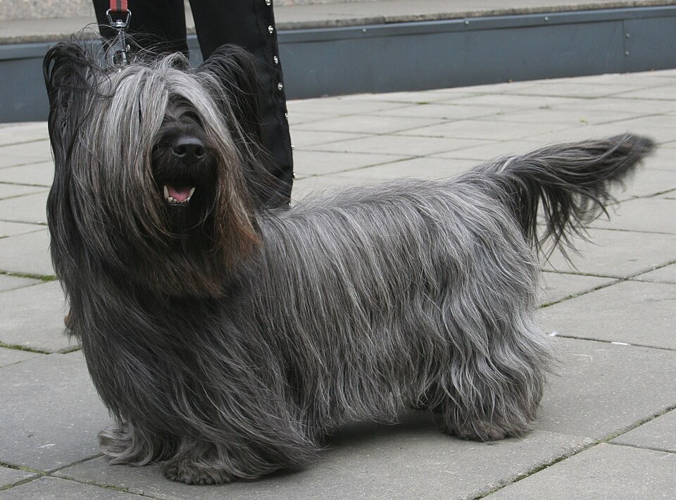 Skye Terrier dog breed portrait
