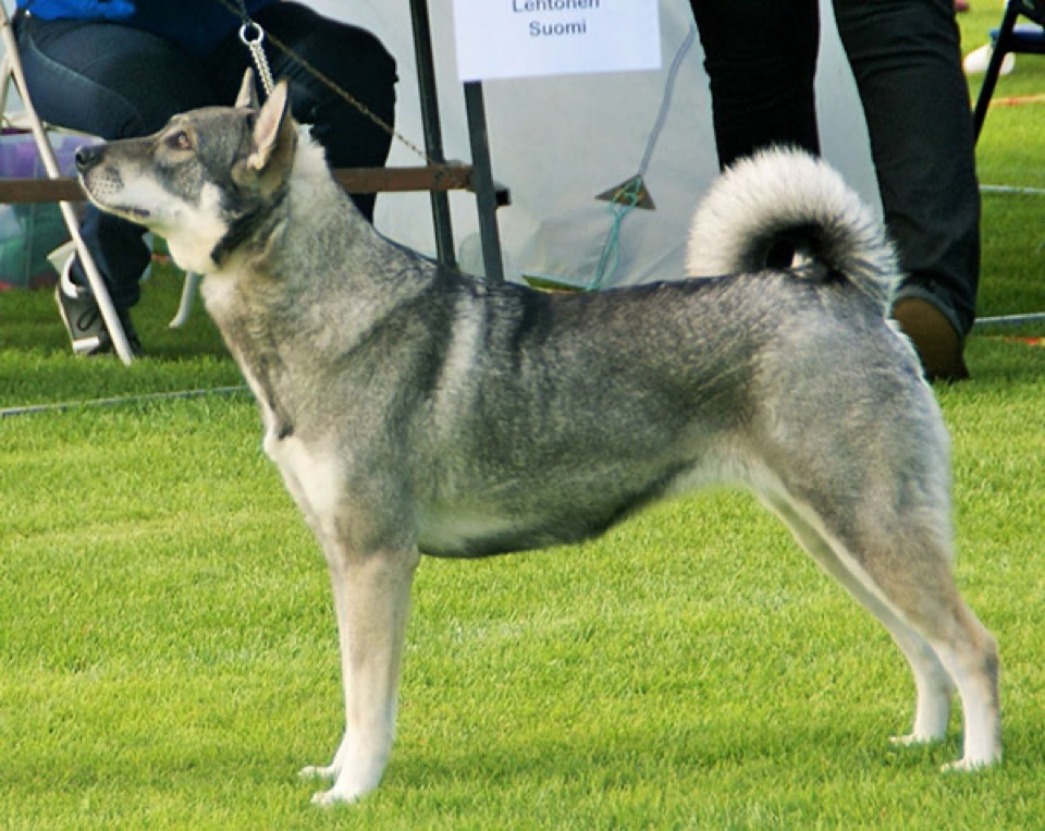 Jämthund dog breed portrait