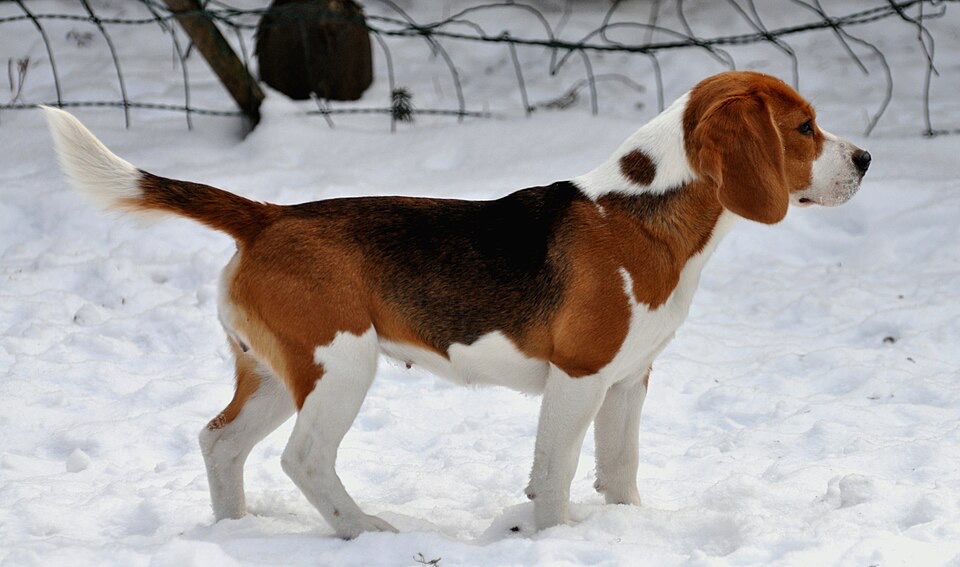 Beagle dog breed portrait