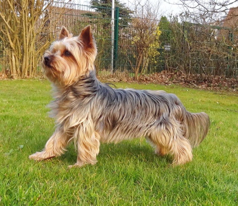 Yorkshire Terrier dog breed portrait