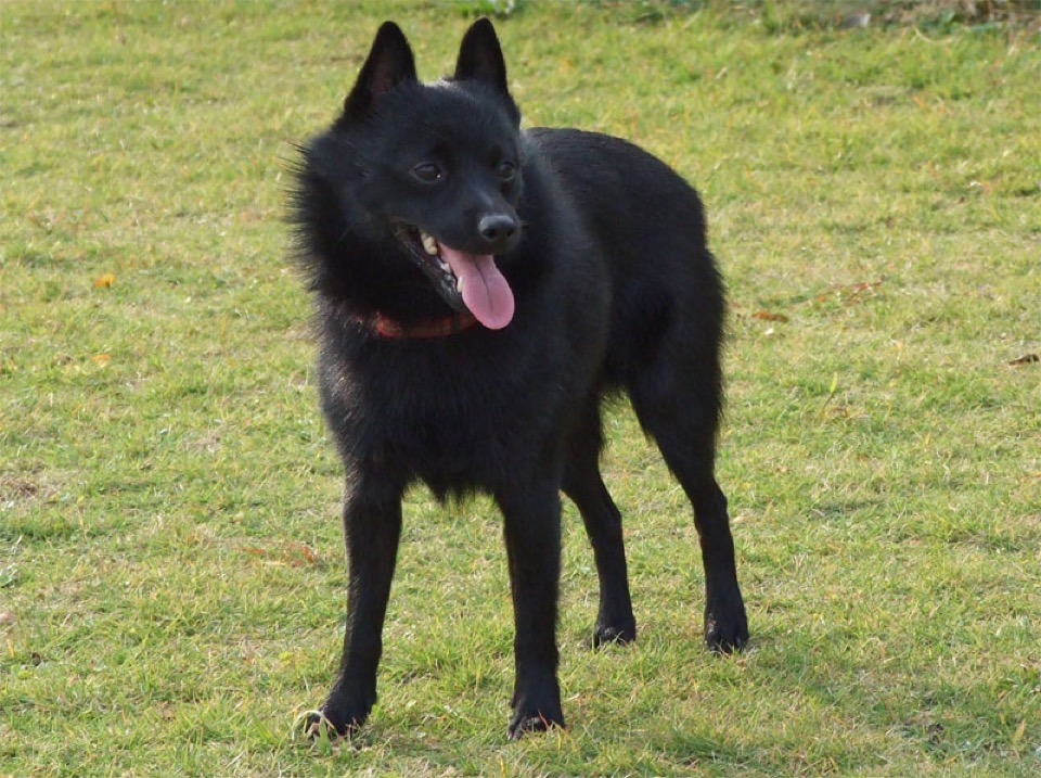 Schipperke dog breed portrait