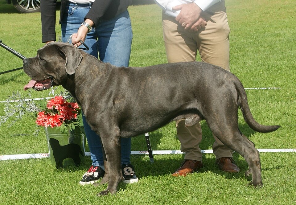 Cane Corso dog breed portrait