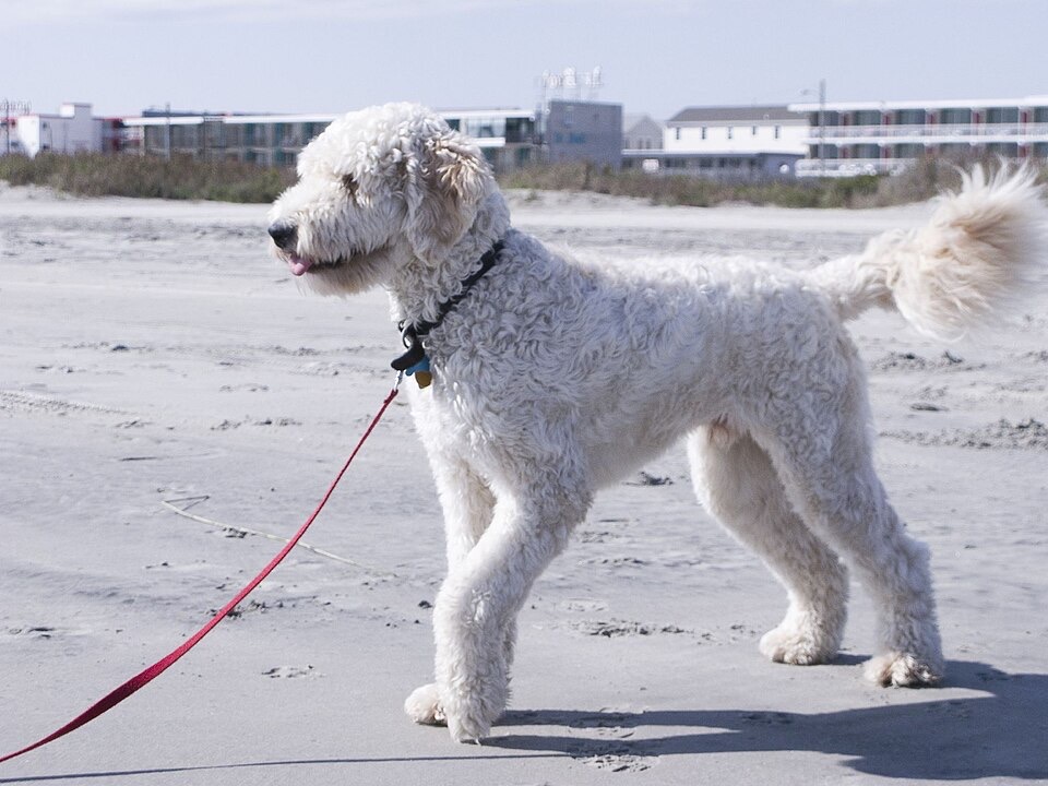 Goldendoodle dog breed portrait