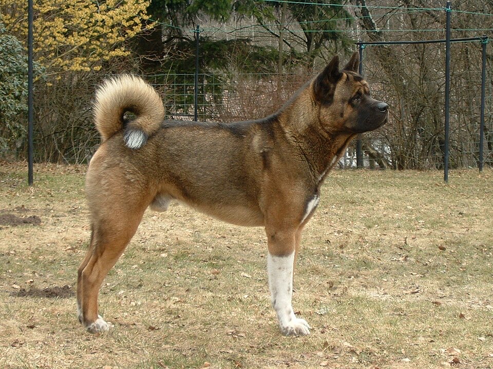 American Akita dog breed portrait