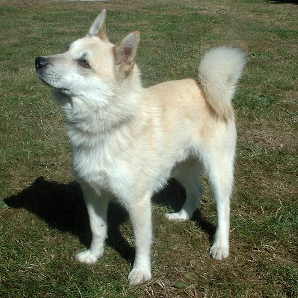 Norwegian Buhund dog breed portrait