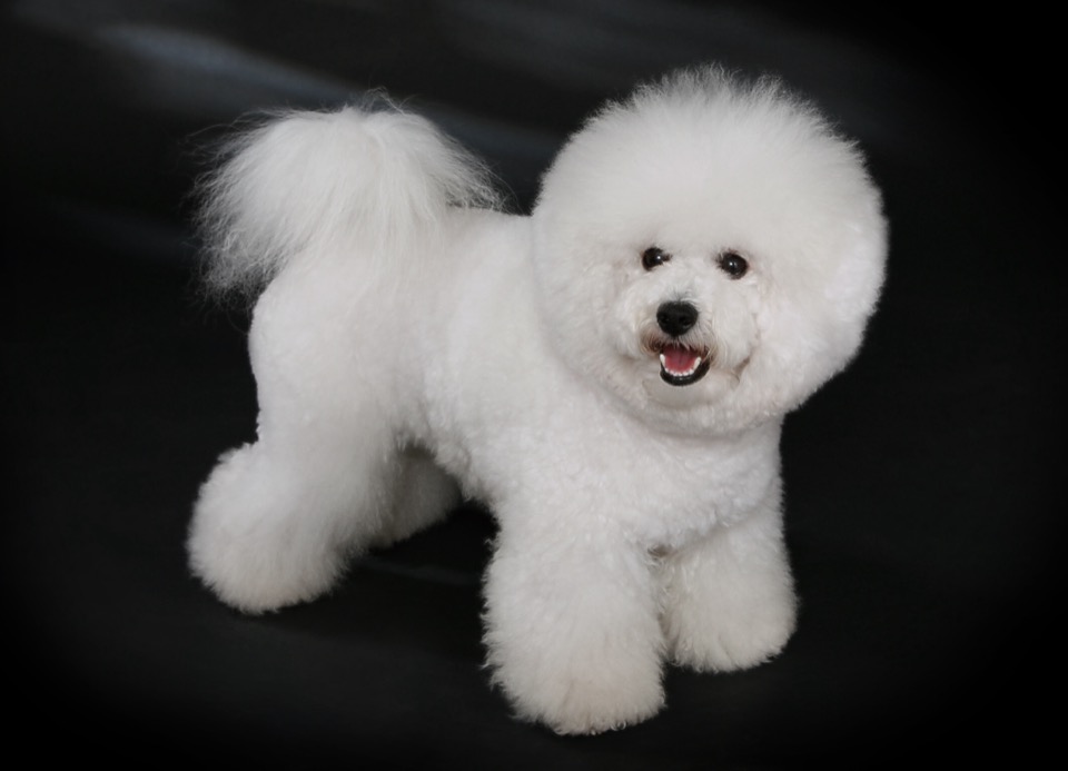 Bichon Frise dog breed portrait