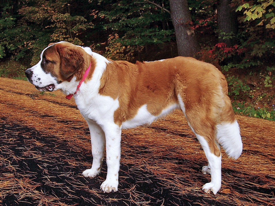 Saint Bernard dog breed portrait