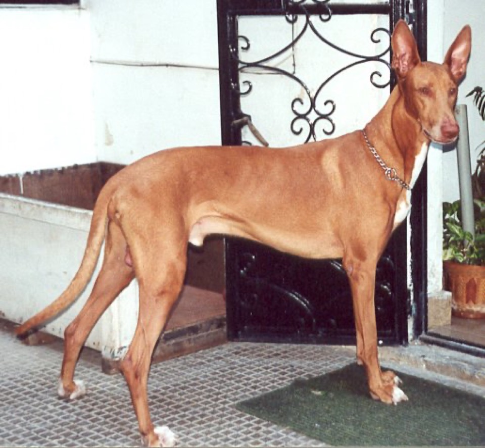 Pharaoh Hound dog breed portrait