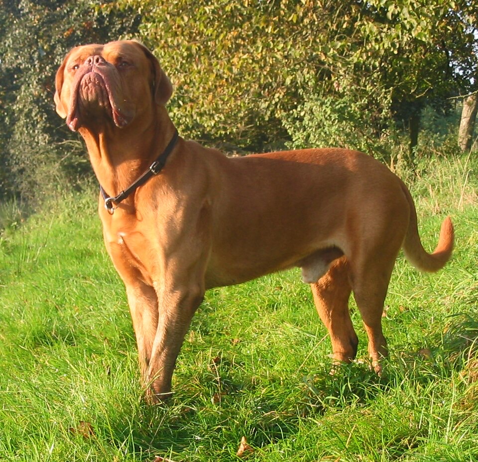 Dogue de Bordeaux dog breed portrait