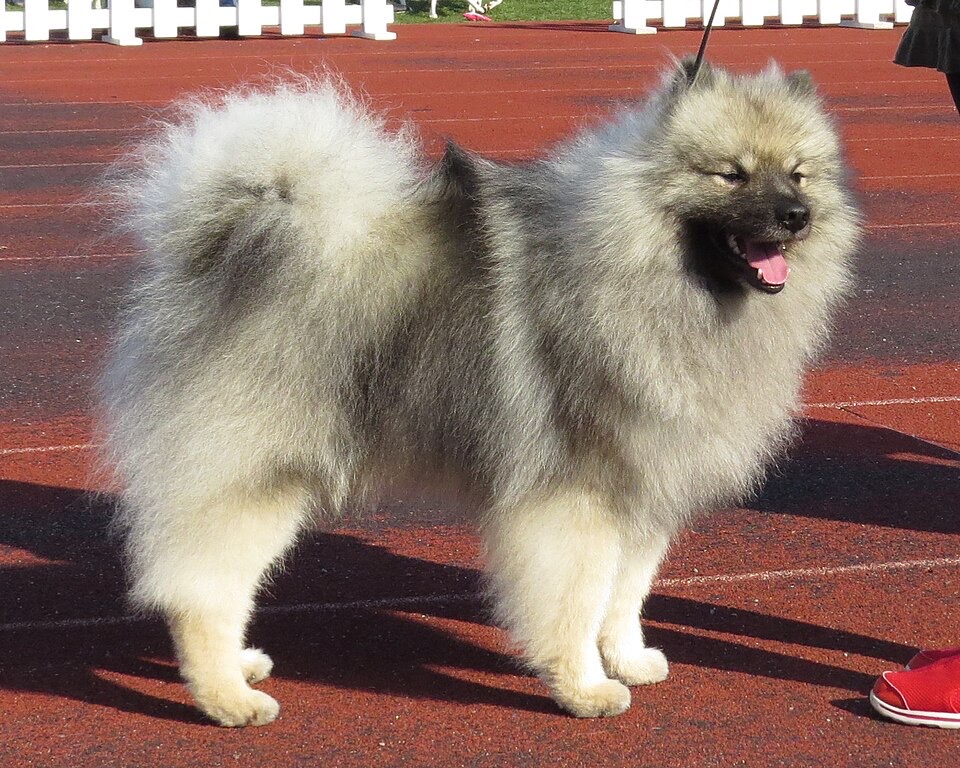Keeshond dog breed portrait