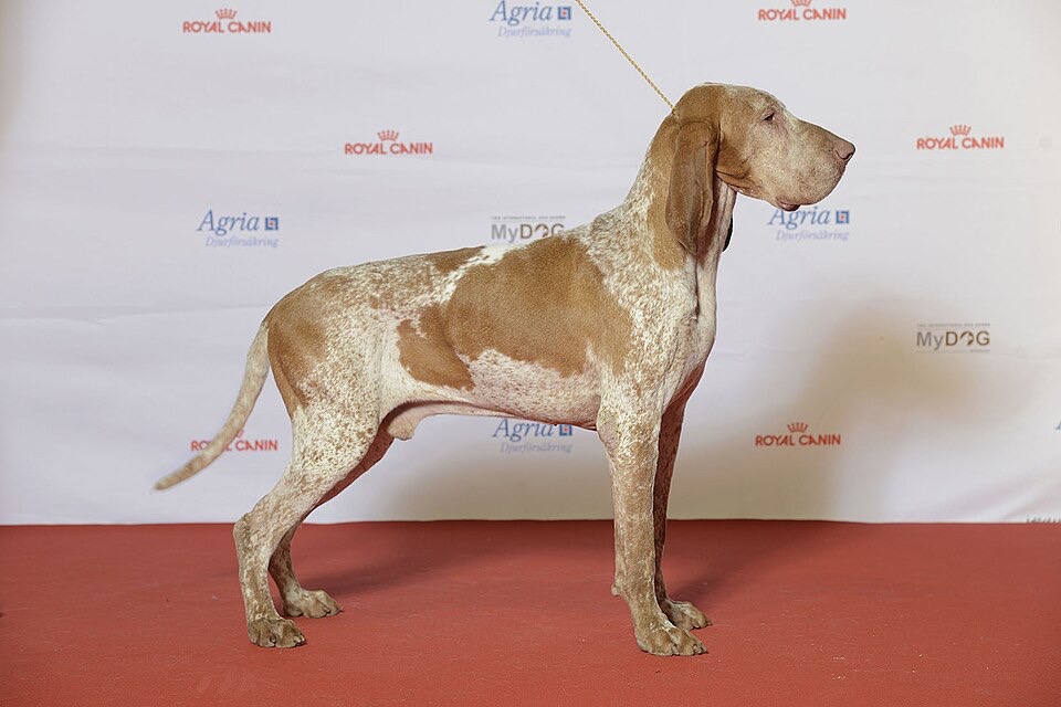 Bracco Italiano dog breed portrait