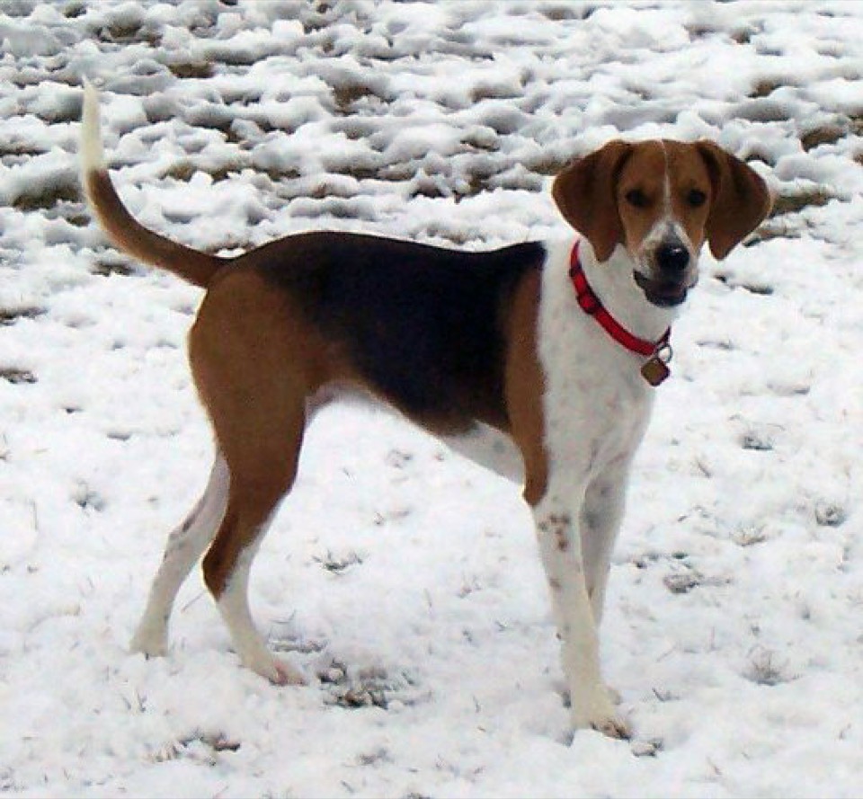 Harrier dog breed portrait
