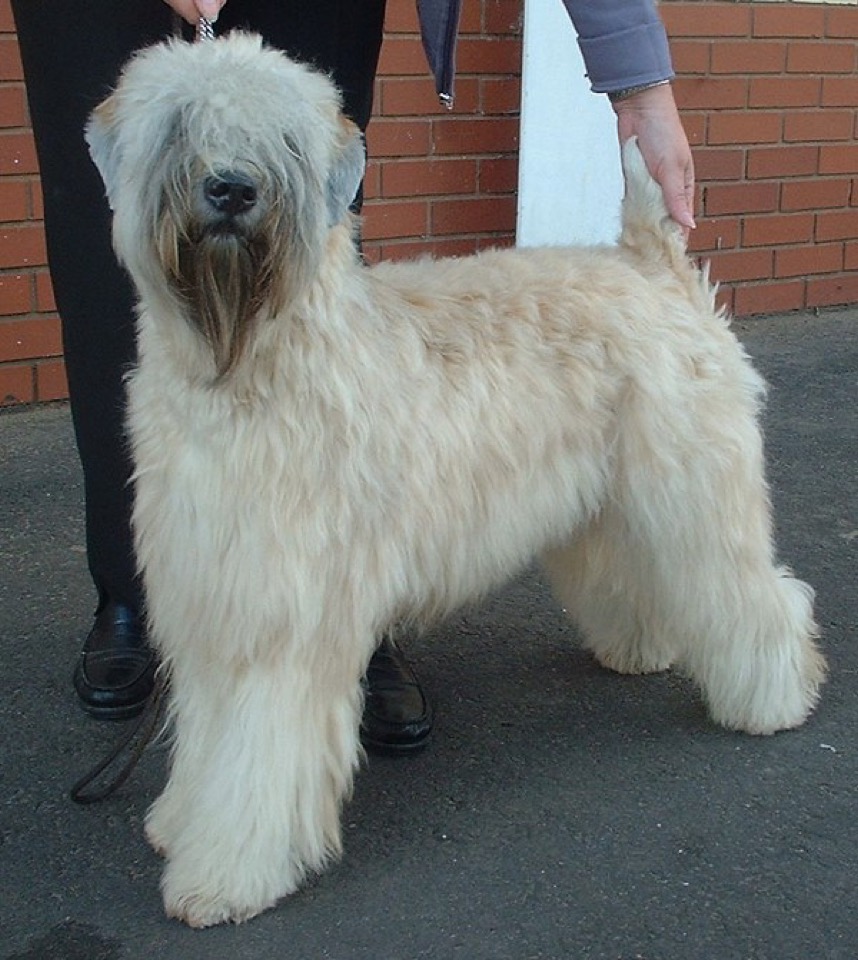 Soft Coated Wheaten Terrier dog breed portrait