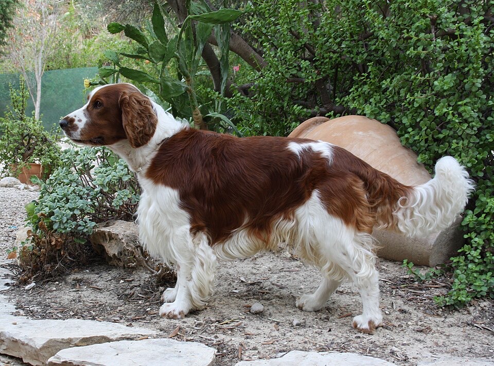 Welsh Springer Spaniel dog breed portrait