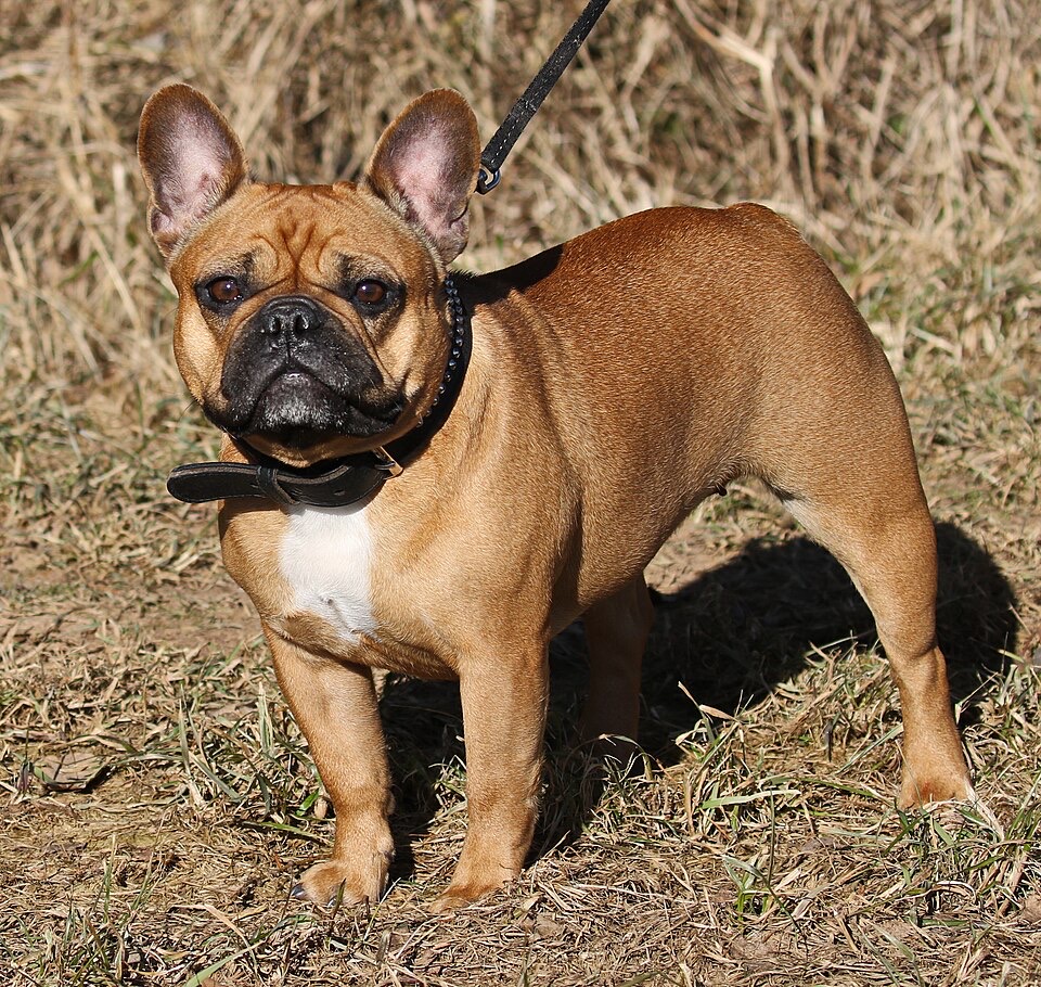 French Bulldog dog breed portrait