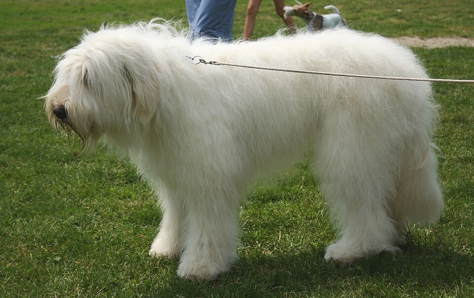 South Russian Shepherd Dog dog breed portrait