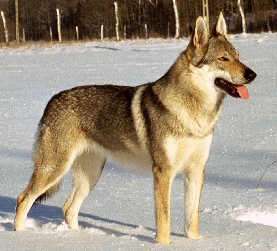 Czechoslovakian Wolfdog dog breed portrait
