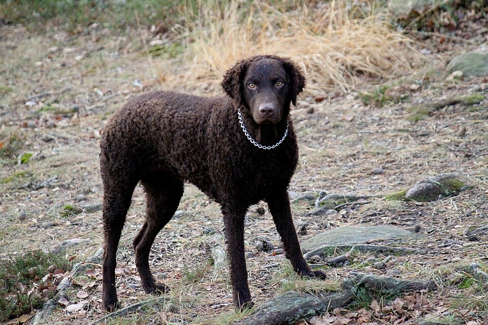 Curly Coated Retriever dog breed portrait