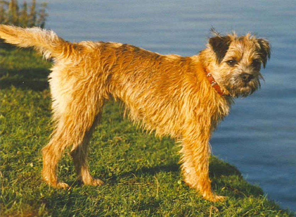 Border Terrier dog breed portrait