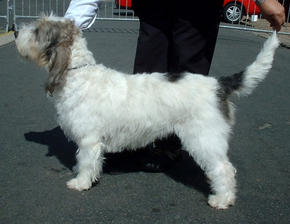 Grand Basset Griffon Vendéen dog breed portrait